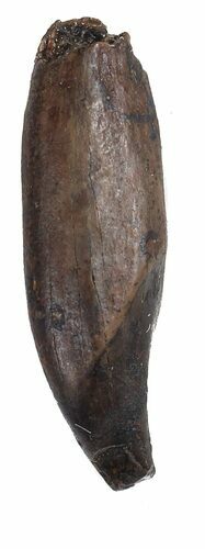 Didelphodon Tooth - Cretaceous Marsupial Mammal #54952